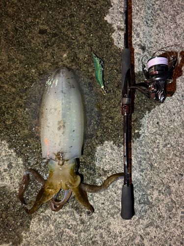 アオリイカの釣果