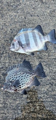 イシダイの釣果