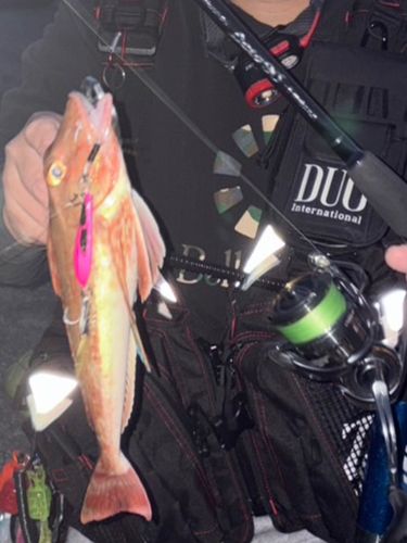 ホウボウの釣果