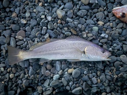 オオニベの釣果