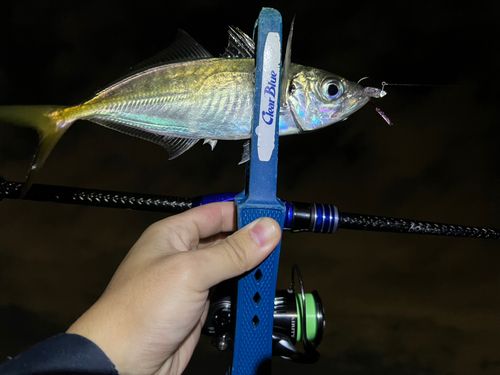 マアジの釣果