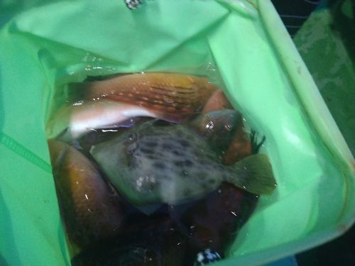 カワハギの釣果