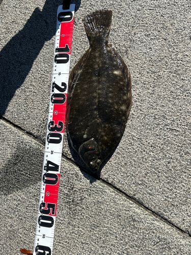 マコガレイの釣果