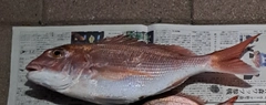 タイの釣果
