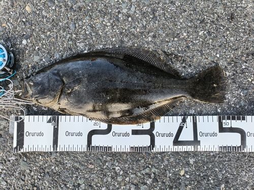 ヒラメの釣果