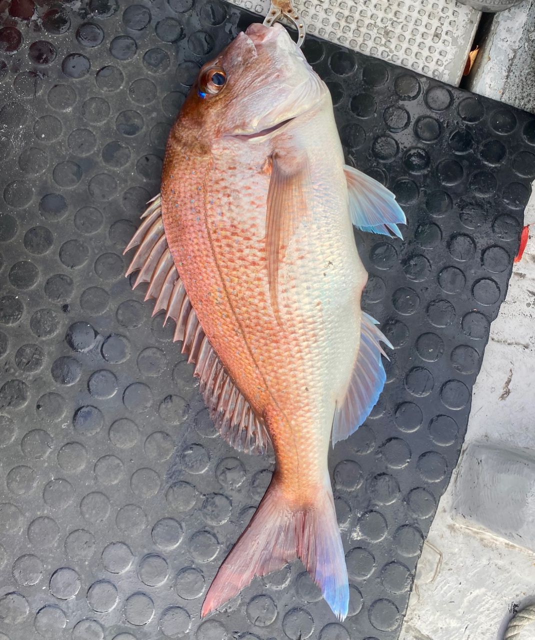 オトコマエさんの釣果 2枚目の画像