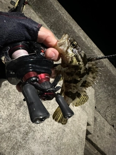 タケノコメバルの釣果