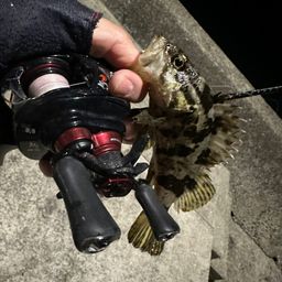 タケノコメバル