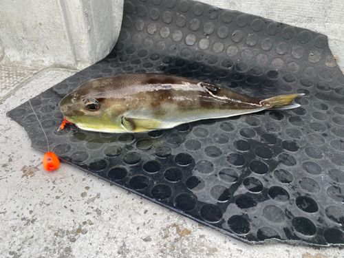 シロサバフグの釣果