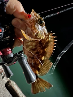 アラカブの釣果