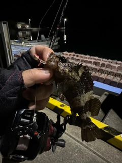 クロソイの釣果