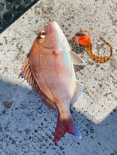 マダイの釣果