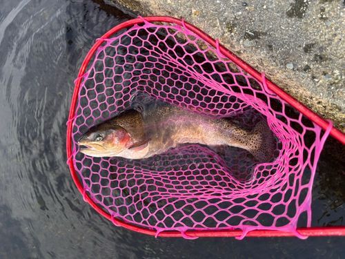 アングラーズパークキングフィッシャー