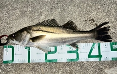 シーバスの釣果