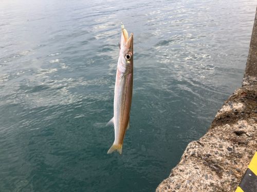 カマスの釣果