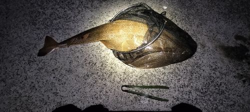 カスザメの釣果