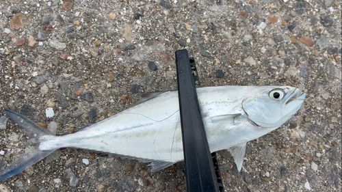 イケカツオの釣果