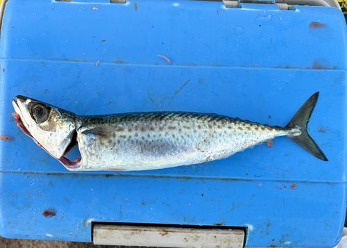 ゴマサバの釣果
