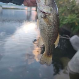 ラージマウスバス