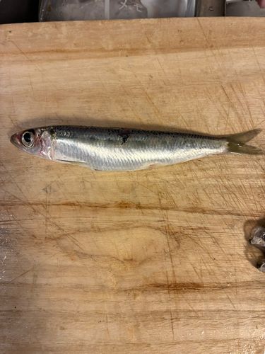 ウルメイワシの釣果