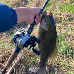 スモールマウスバス