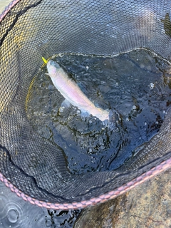 ニジマスの釣果