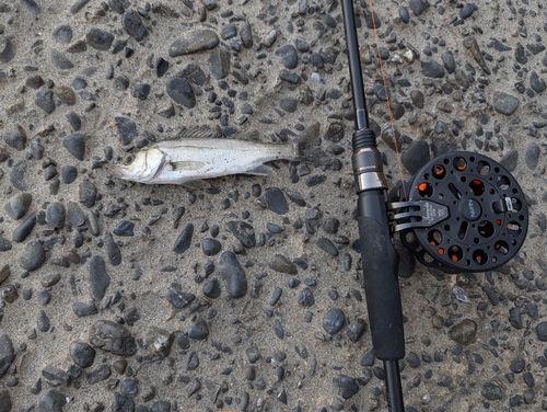 セイゴ（マルスズキ）の釣果