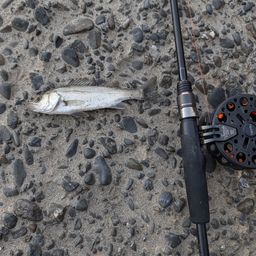 セイゴ（マルスズキ）