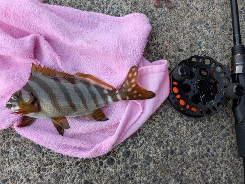 タカノハダイの釣果