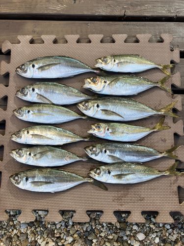アジの釣果