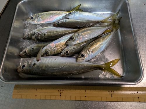 アジの釣果