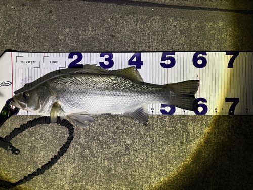 フッコ（ヒラスズキ）の釣果