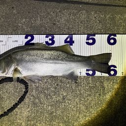 フッコ（ヒラスズキ）