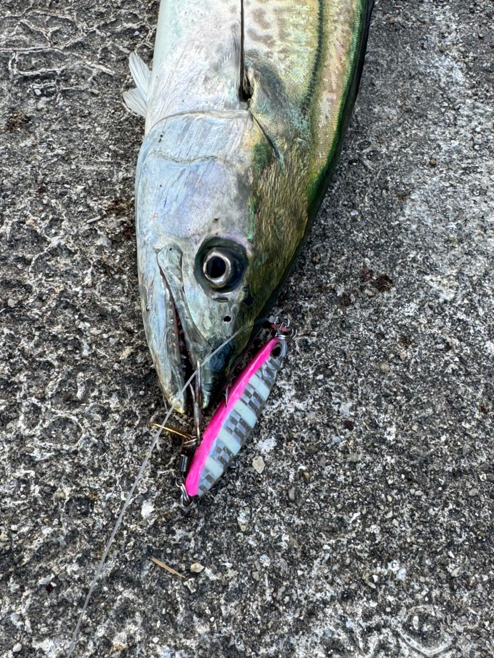 APIA グランデージ アトラス BLUE RUNNER 98Mの最安値・インプレ・釣果