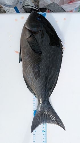 オナガグレの釣果