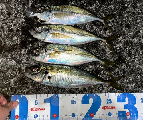 アジの釣果