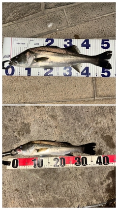 シーバスの釣果