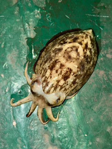 モンゴウイカの釣果