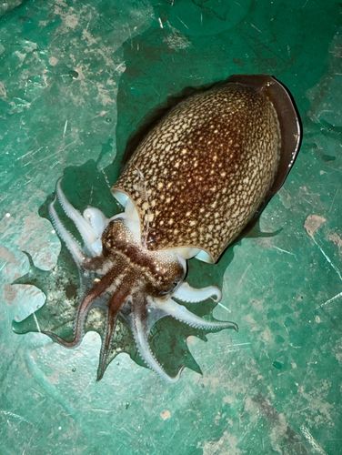 シリヤケイカの釣果