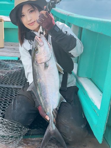 カンパチの釣果