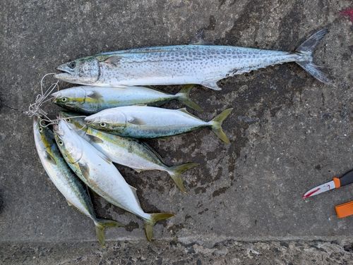 サワラの釣果