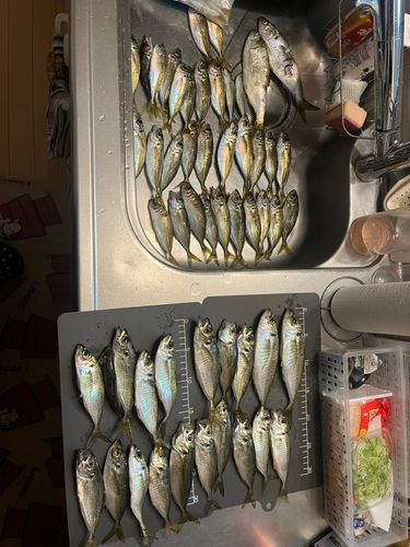 アジの釣果