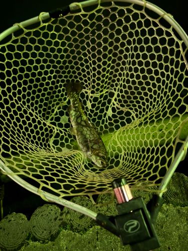 ベリーパーク in FISH ON! 王禅寺