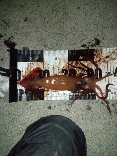 スルメイカの釣果