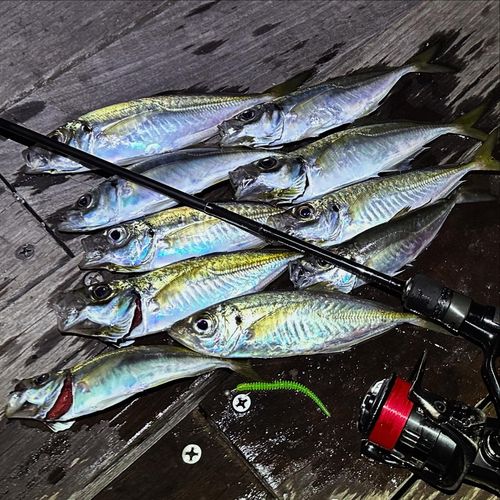 アジの釣果