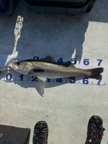 シーバスの釣果