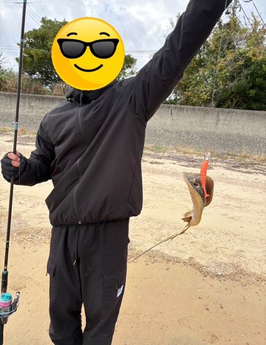 アカエイの釣果