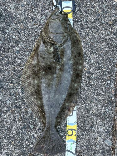 ヒラメの釣果