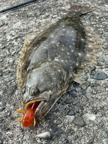 ヒラメの釣果
