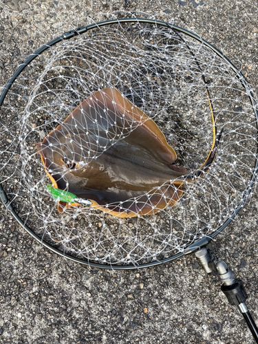 アカエイの釣果